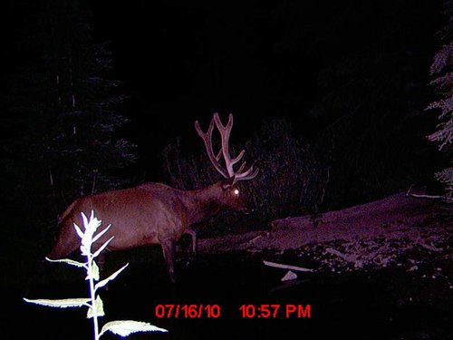 Trail Camera july 189.jpg