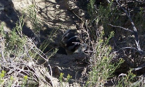badger.jpg badger.jpg