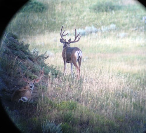 IMG_0231.JPG IMG_0231.JPG