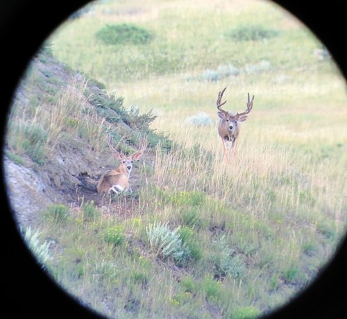 IMG_0232.JPG IMG_0232.JPG