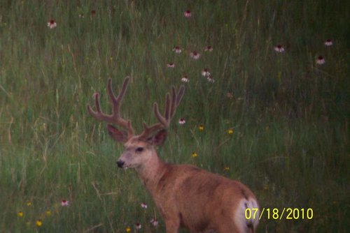 100_1535.jpg 100_1535.jpg