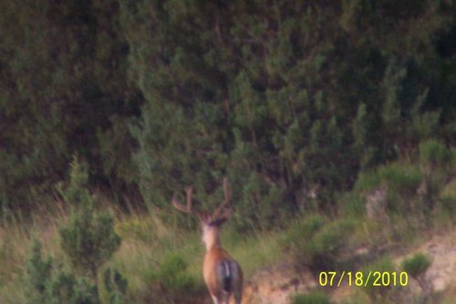100_1555.jpg 100_1555.jpg