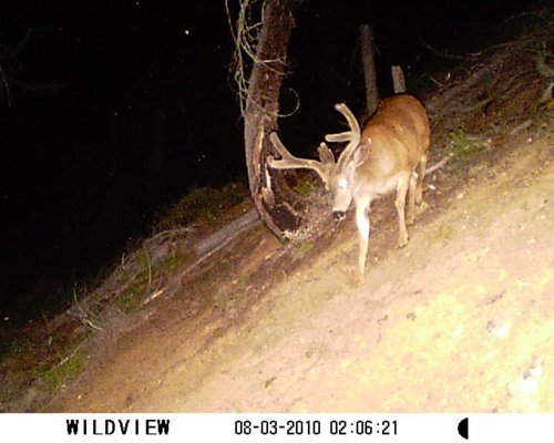 8-8-10 trail cam pics 238.jpg