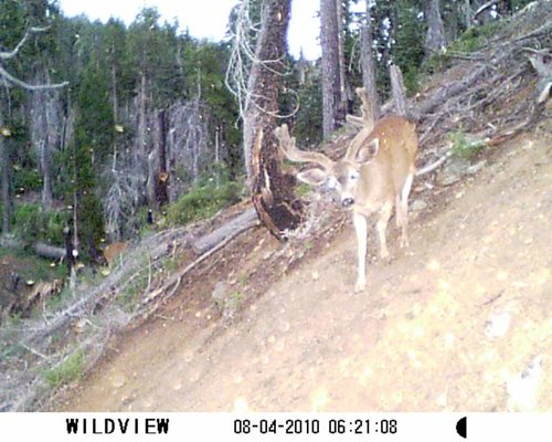 8-8-10 trail cam pics 265.jpg