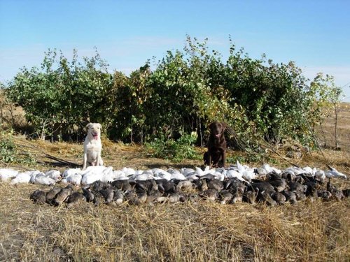 SK Goose Hunt1.jpg