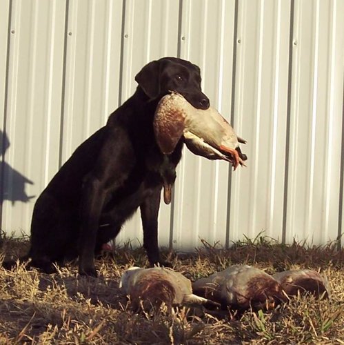 Koda.jpg