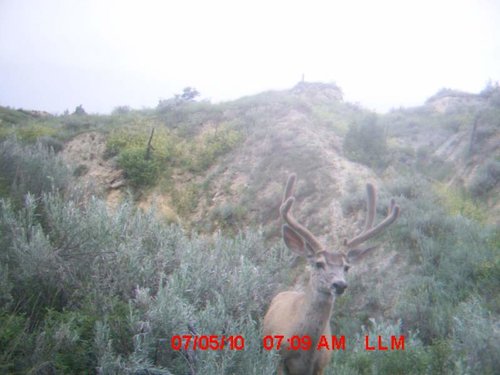 Trail Cam 2010.jpg