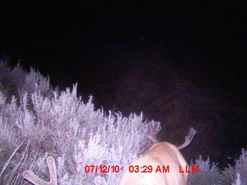 Trail Cam 2010 (4).jpg