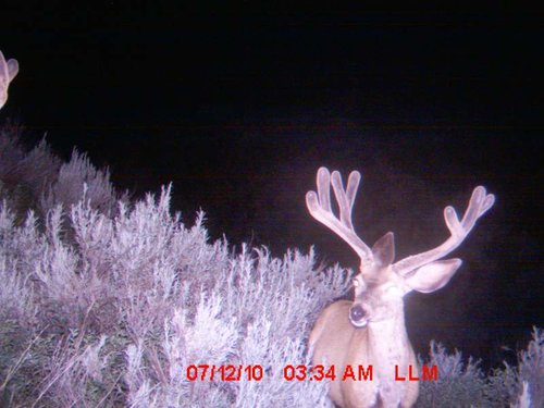 Trail Cam 2010 (5).jpg