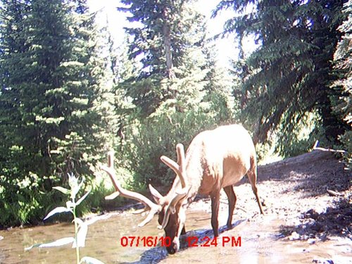 Trail Camera july 188.jpg