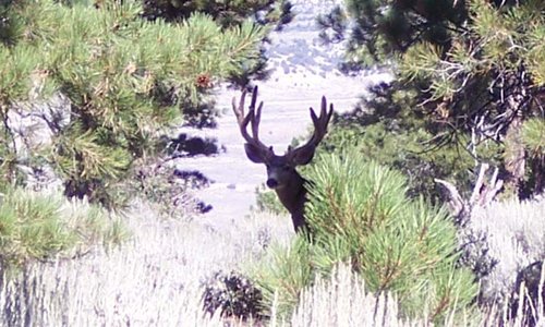 deerDouglasmtn2.jpg deerDouglasmtn2.jpg