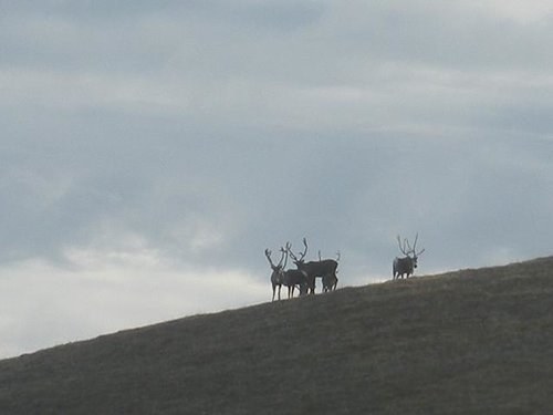 alaska2011caribou 3ht.jpg