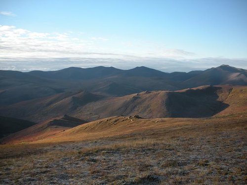 alaska2011caribou 4ht.jpg