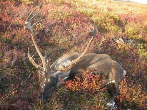 alaska2011caribou 6ht.jpg