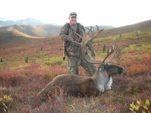 alaska2011caribou 9ht.jpg