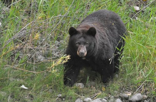 tree farm bear 2.jpg