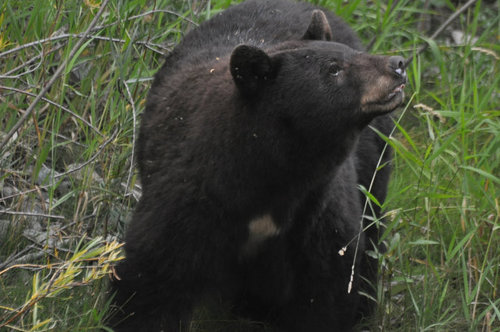 tree farm bear 3.jpg