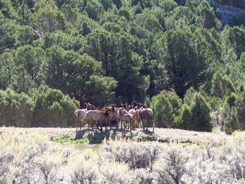 BigMuddyBullBunched.jpg BigMuddyBullBunched.jpg