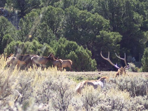 BigMuddyBull_OtherBull.jpg BigMuddyBull_OtherBull.jpg