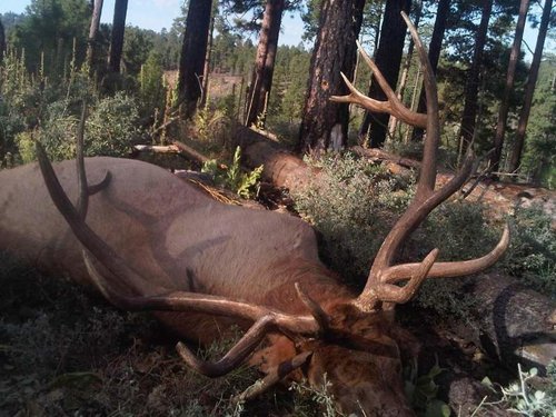 traviselk[1].jpg