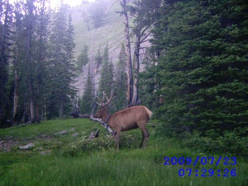 trail camer photo from last year.jpg