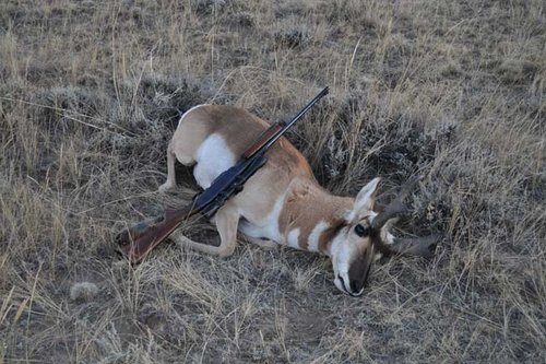 goatsmall1.jpg goatsmall1.jpg