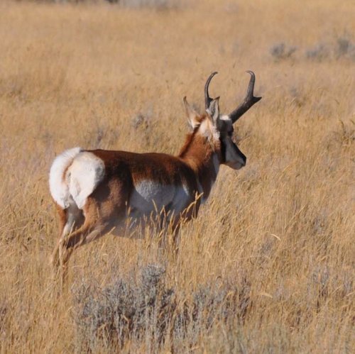 goat1.jpg goat1.jpg