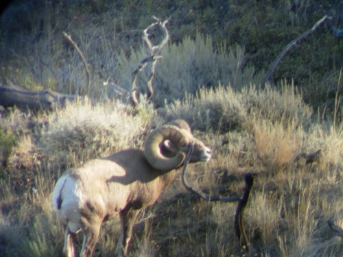 09Sheep 327.jpg