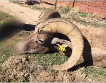 Ram2.png Ram2.png