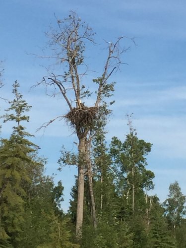 eagle nest.jpg eagle nest.jpg