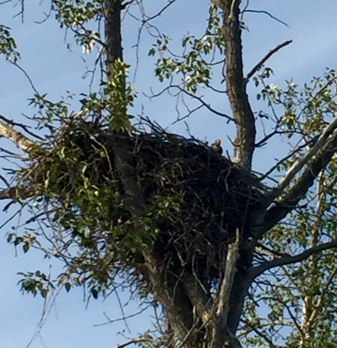 eagle nest with chick.jpg eagle nest with chick.jpg