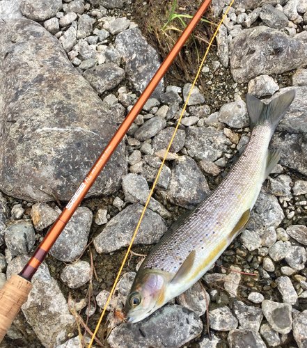 Grayling.jpg Grayling.jpg