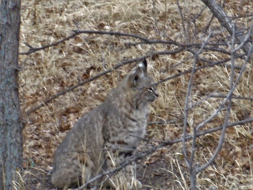 bobcat 5.jpg