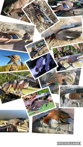 Collage 2018-07-12 13_44_14.jpg Collage 2018-07-12 13_44_14.jpg