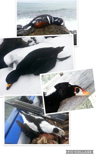 Collage 2018-07-12 14_21_34.jpg Collage 2018-07-12 14_21_34.jpg