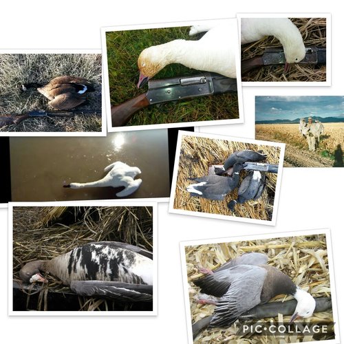 Collage 2018-07-12 15_03_45.jpg Collage 2018-07-12 15_03_45.jpg