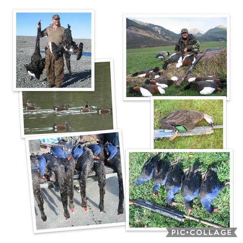 Collage 2018-07-12 14_27_28.jpg Collage 2018-07-12 14_27_28.jpg