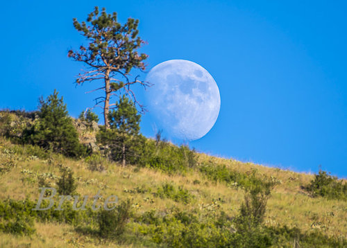 Montana Moon Rise 2019 a-8086.jpg