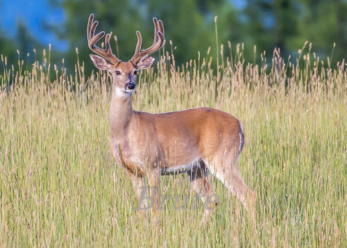 Whitetail Velvet 2019 a-8672.jpg