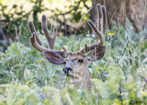 Muley Velvet 2019 a-8049.jpg