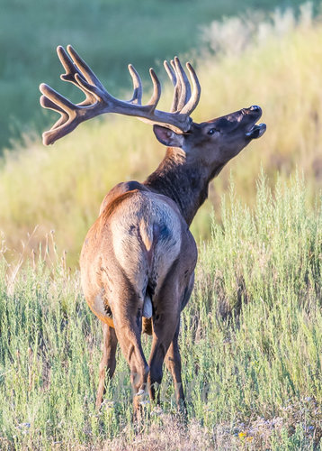 Rocky  Mt. Velvet 2019 a-8180.jpg