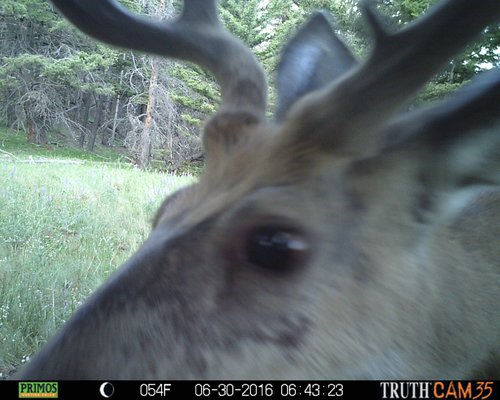 deer.jpg deer.jpg