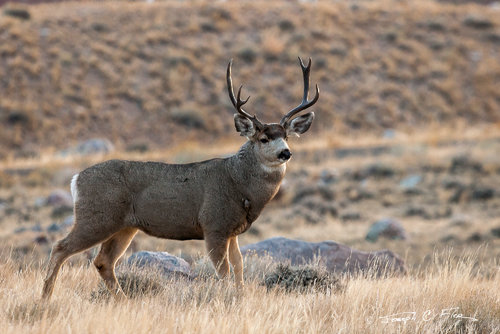 Mule-Deer-Buck-3096-Edit.jpg