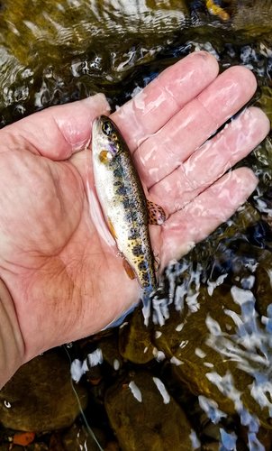 LittlerTrout.jpg LittlerTrout.jpg