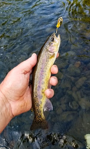 LittleTrout.jpg LittleTrout.jpg