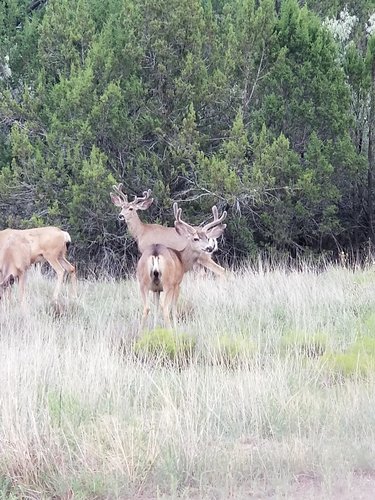20190803_194659.jpg 20190803_194659.jpg