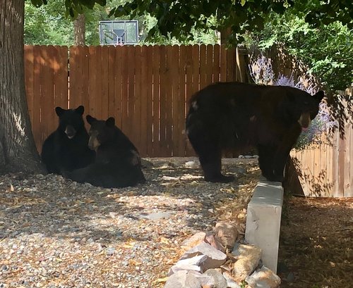Bears@home.jpg