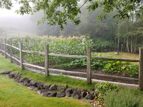 Garden II 2019.jpg