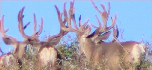 Desert muley 3.jpg