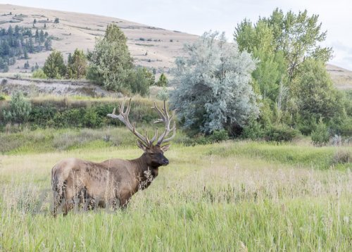 8 x 10 Rocky Mt. Velvet    August 2019  a -2466.jpg